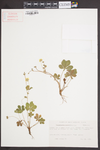 Potentilla canadensis image