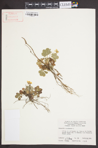 Potentilla canadensis image