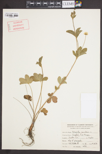 Potentilla canadensis image