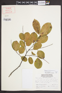 Prunus alabamensis image