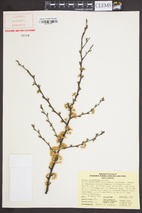 Prunus angustifolia image