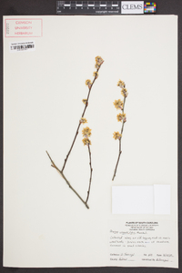 Prunus angustifolia image