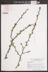 Prunus angustifolia image