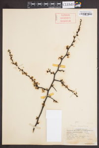 Prunus angustifolia image