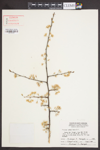 Prunus angustifolia image