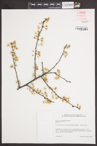 Prunus angustifolia image