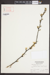 Prunus angustifolia image