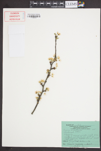 Prunus angustifolia image