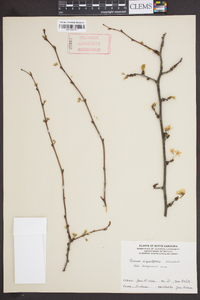 Prunus angustifolia image