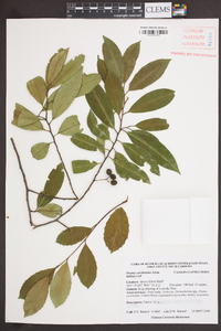 Prunus caroliniana image