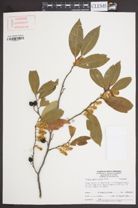 Prunus caroliniana image