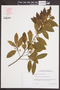 Prunus caroliniana image