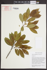 Prunus caroliniana image