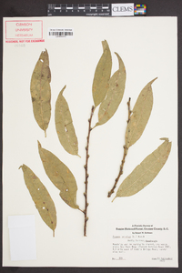 Prunus persica image