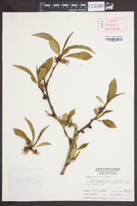 Prunus persica image