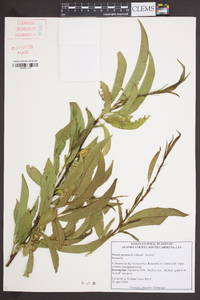 Prunus persica image