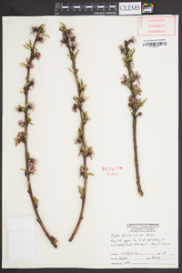 Prunus persica image