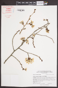 Prunus serrulata image