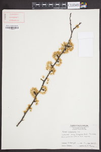 Prunus umbellata image