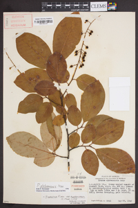 Prunus alabamensis image