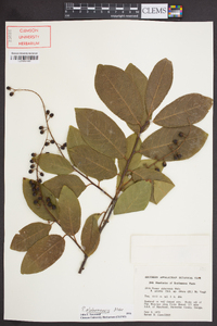 Prunus alabamensis image