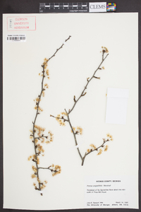 Prunus angustifolia image