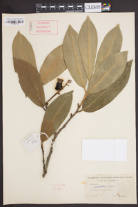 Prunus laurocerasus image