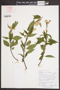 Prunus pensylvanica image