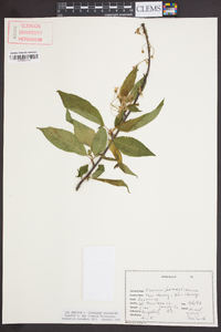 Prunus pensylvanica image