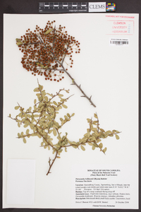 Pyracantha koidzumii image