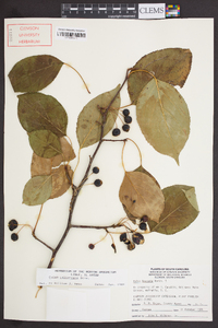 Pyrus calleryana image