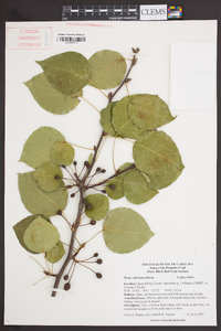 Pyrus calleryana image