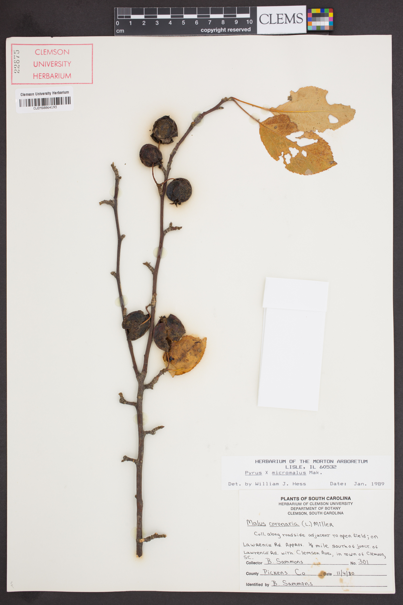 Pyrus x micromalus image