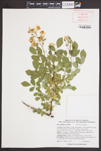 Rosa multiflora image