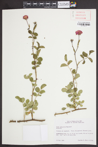 Rosa palustris image