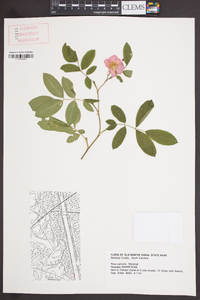 Rosa palustris image