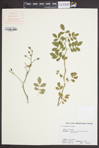 Rosa multiflora image