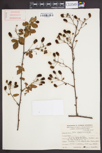 Rubus argutus image