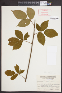 Rubus argutus image