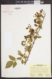 Rubus argutus image