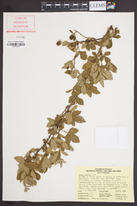 Rubus argutus image