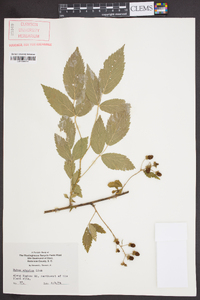 Rubus argutus image