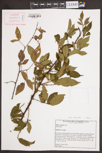 Rubus argutus image