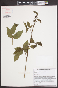 Rubus argutus image