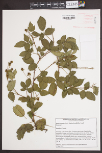 Rubus argutus image