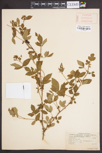 Rubus argutus image
