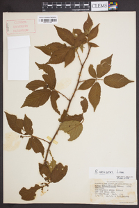 Rubus argutus image