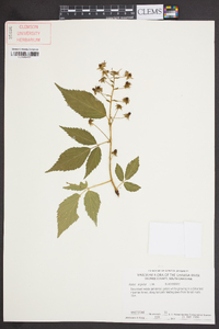 Rubus argutus image