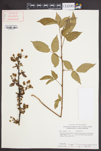 Rubus argutus image