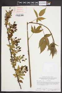 Rubus argutus image